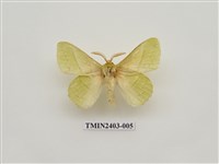 藏品(青黃枯葉蛾)的圖片